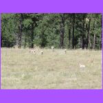 Herd of Deer.jpg